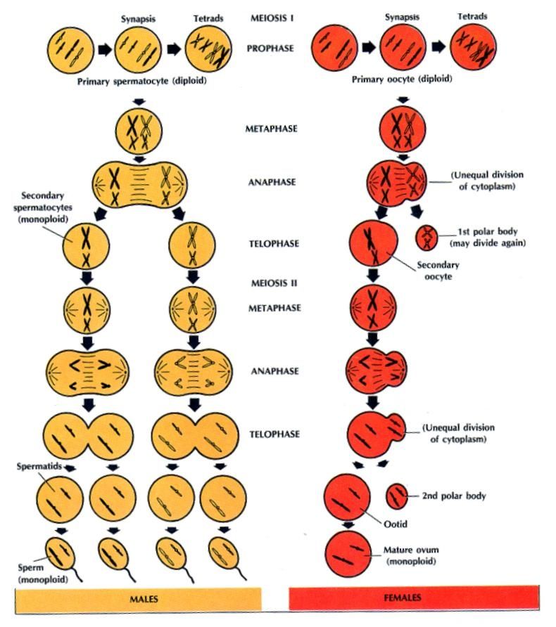 Detail Gambar Meiosis 1 Nomer 51