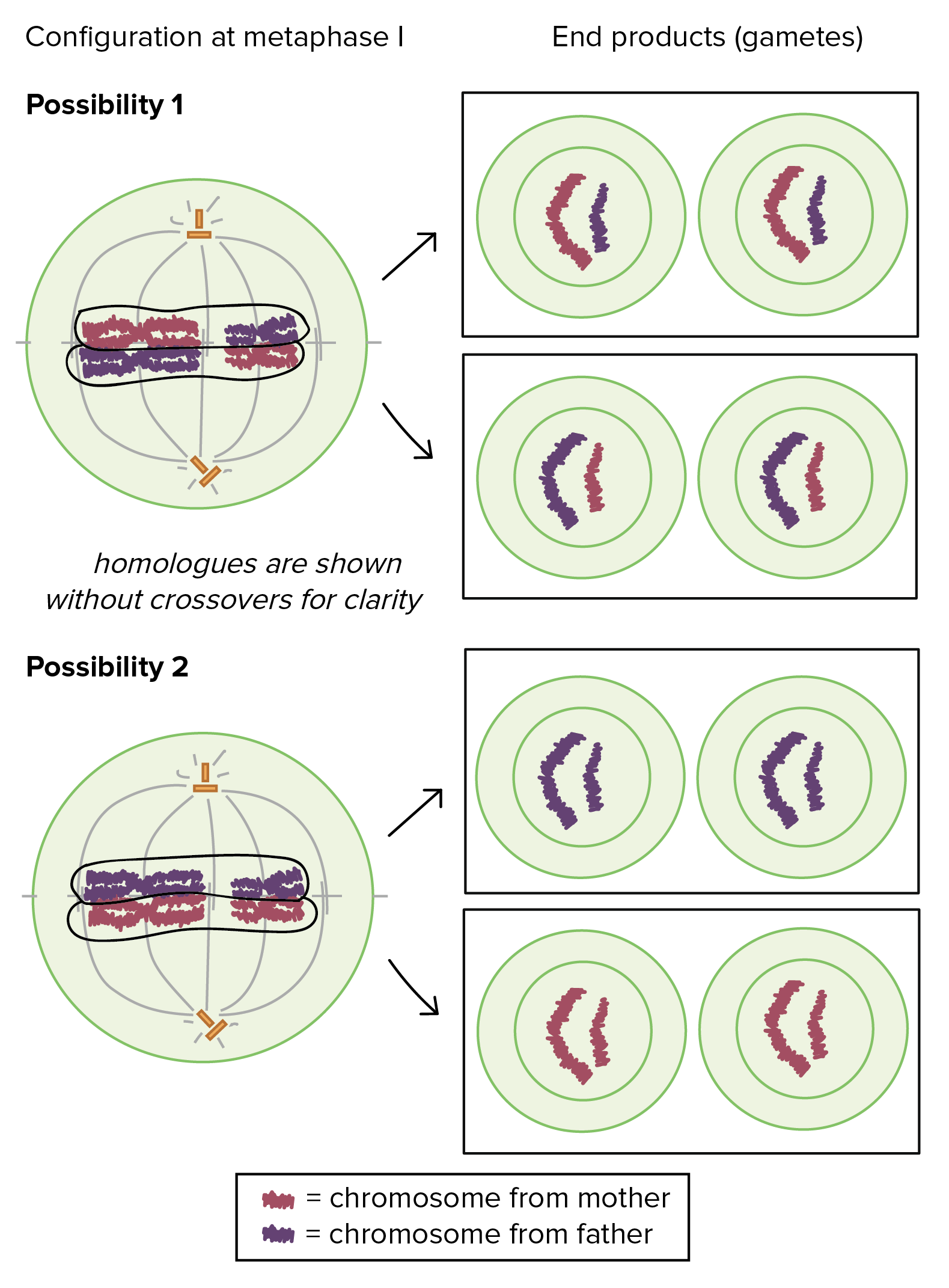 Detail Gambar Meiosis 1 Nomer 52