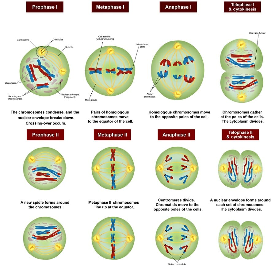 Detail Gambar Meiosis 1 Nomer 8