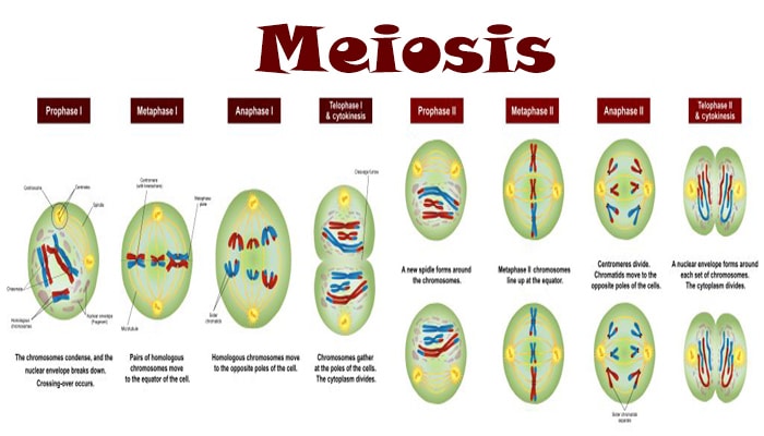 Detail Gambar Meiosis 2 Nomer 28
