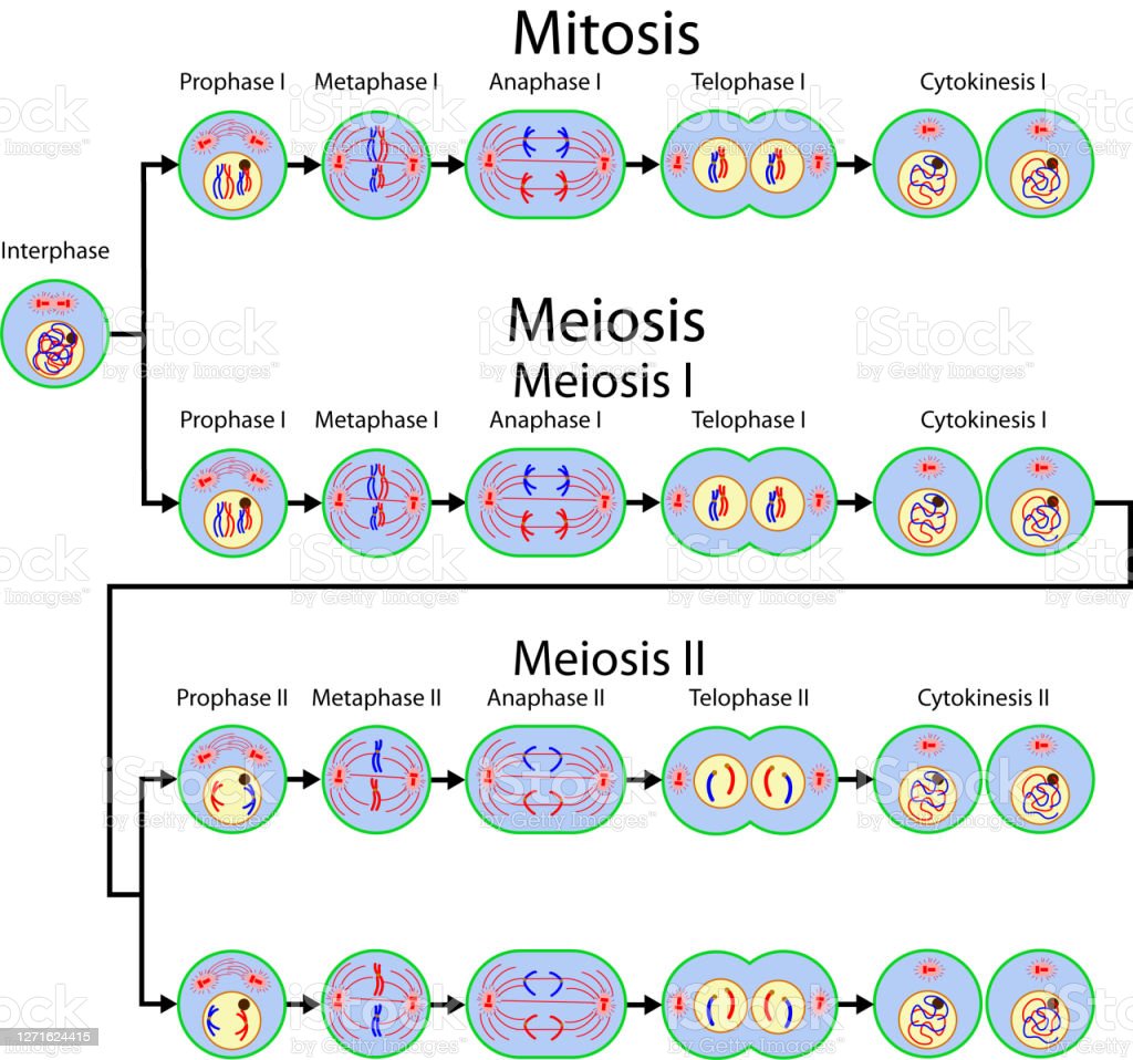 Detail Gambar Meiosis Dan Mitosis Nomer 11