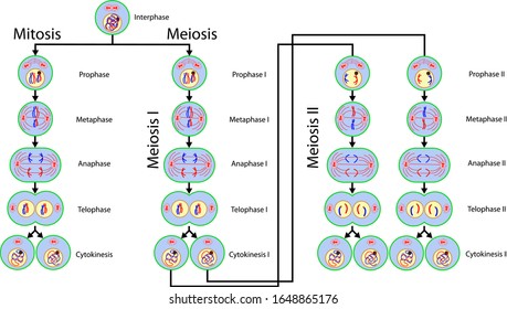 Detail Gambar Meiosis Dan Mitosis Nomer 14