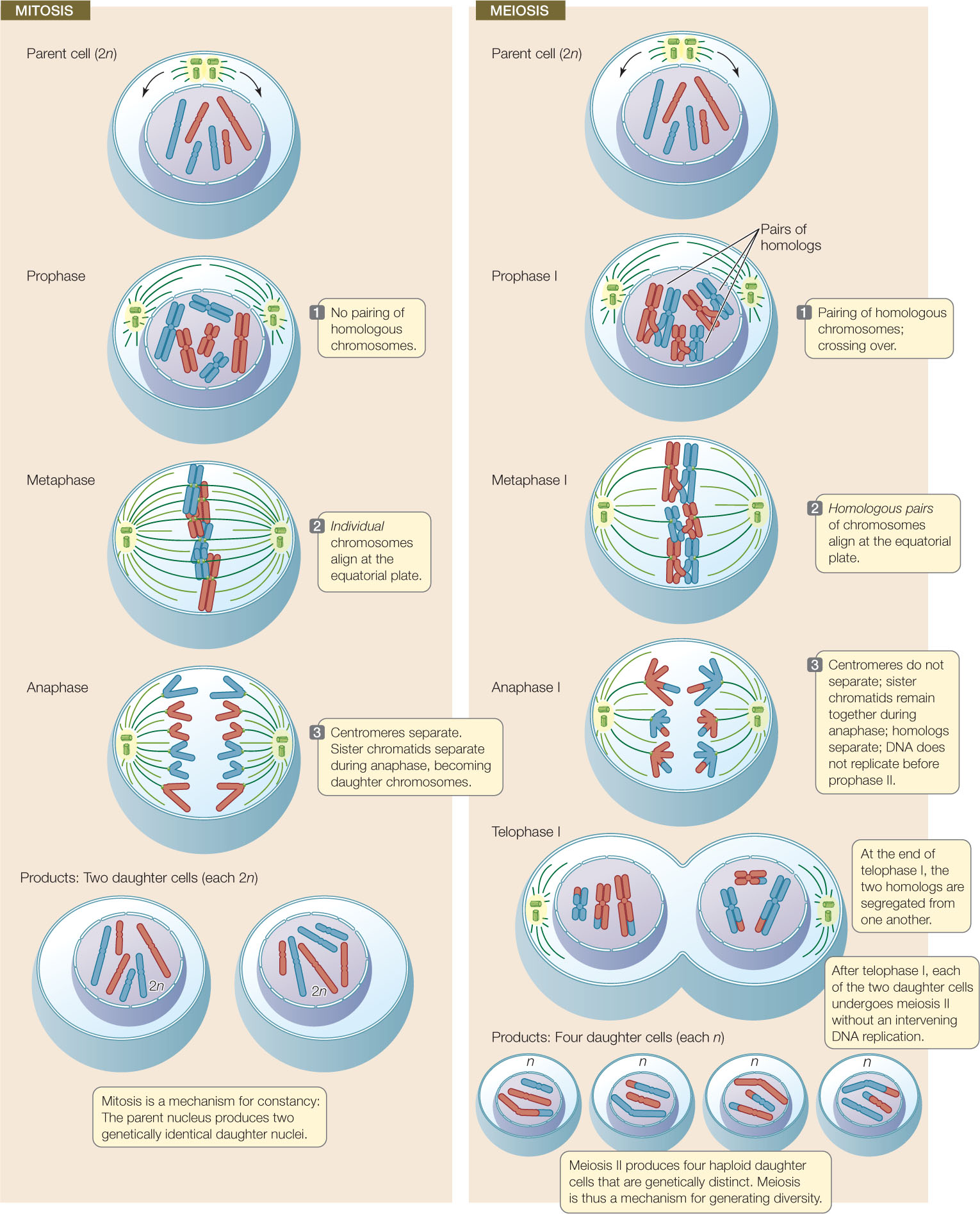 Detail Gambar Meiosis Dan Mitosis Nomer 15