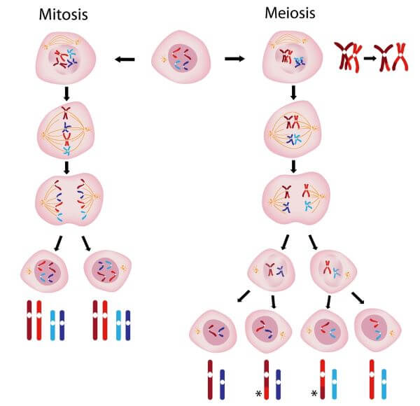 Detail Gambar Meiosis Dan Mitosis Nomer 21
