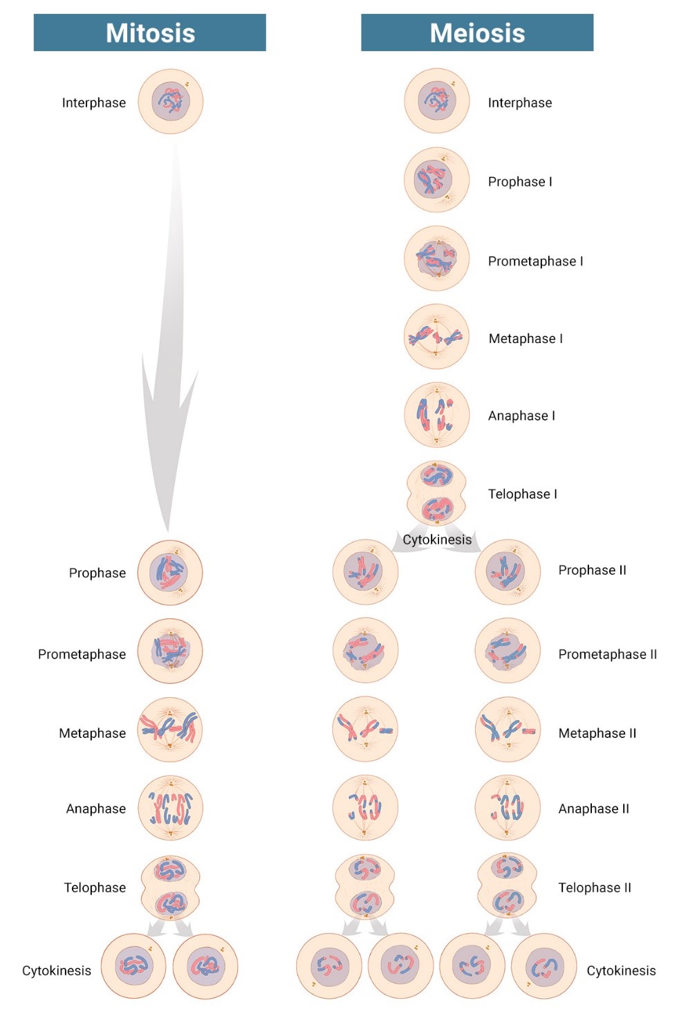 Detail Gambar Meiosis Dan Mitosis Nomer 25