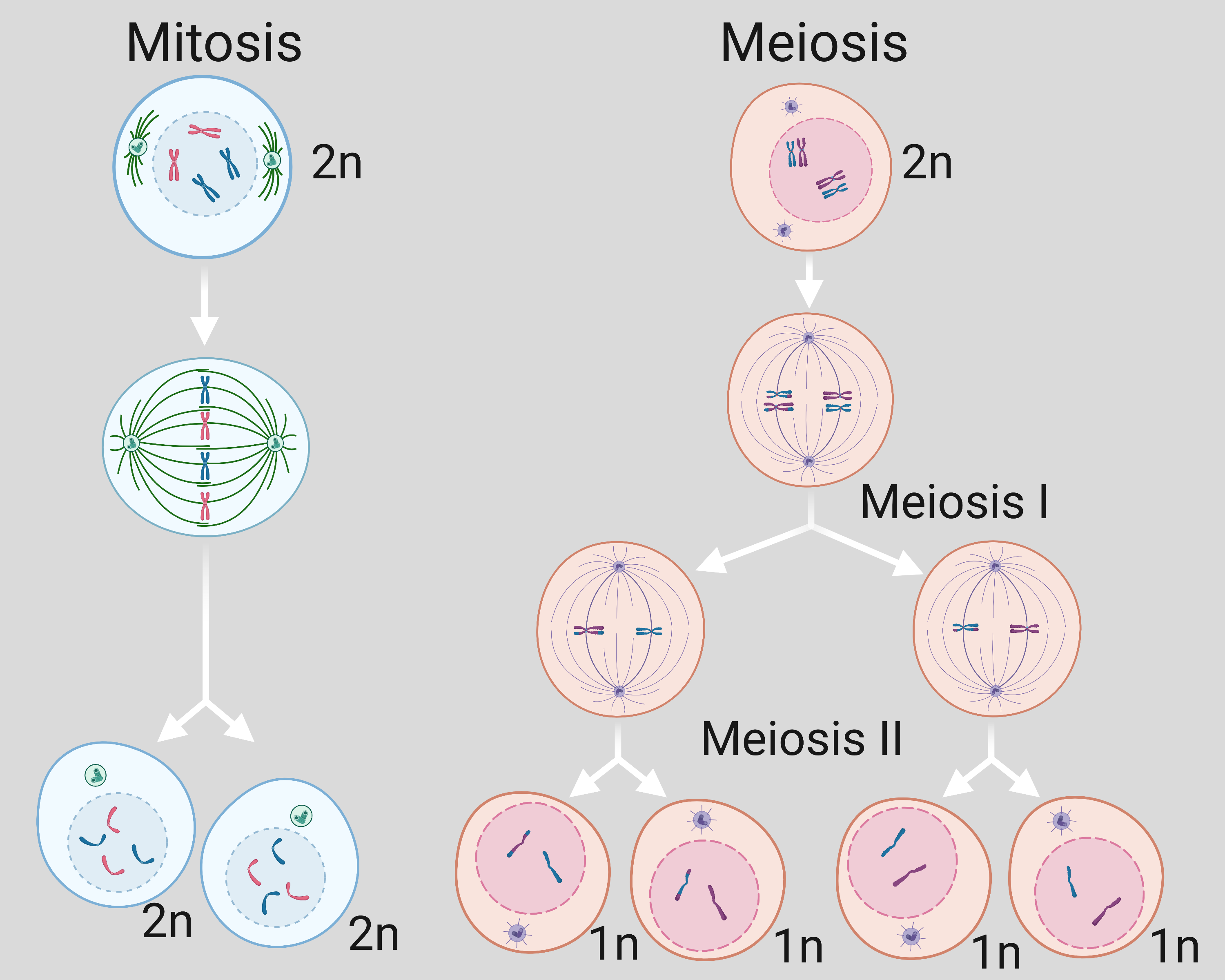 Detail Gambar Meiosis Dan Mitosis Nomer 27