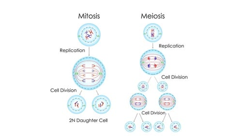 Detail Gambar Meiosis Dan Mitosis Nomer 29