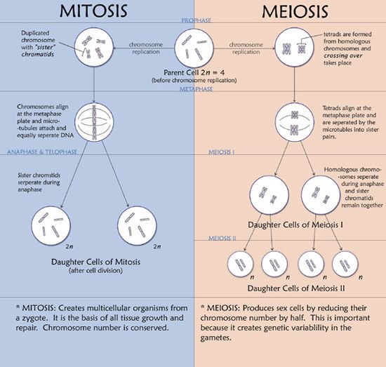 Detail Gambar Meiosis Dan Mitosis Nomer 32