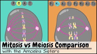 Detail Gambar Meiosis Dan Mitosis Nomer 46