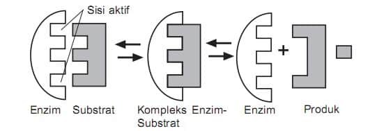 Detail Gambar Mekanisme Kerja Enzim Nomer 2