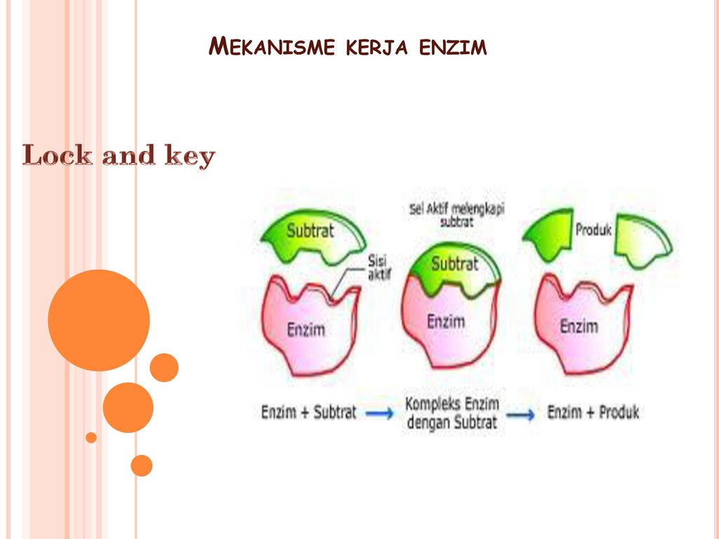 Detail Gambar Mekanisme Kerja Enzim Nomer 17