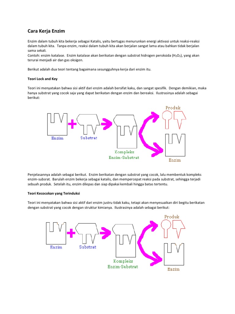 Detail Gambar Mekanisme Kerja Enzim Nomer 21