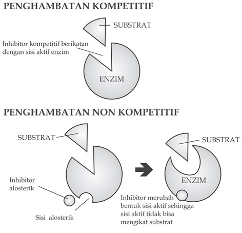 Detail Gambar Mekanisme Kerja Enzim Nomer 26