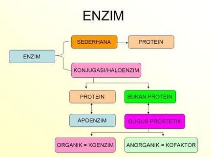 Detail Gambar Mekanisme Kerja Enzim Nomer 48