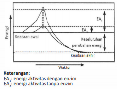 Detail Gambar Mekanisme Kerja Enzim Nomer 52