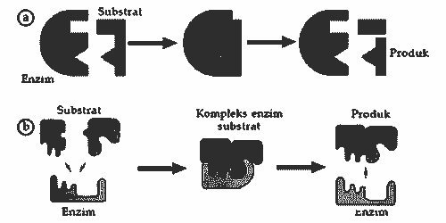 Detail Gambar Mekanisme Kerja Enzim Nomer 9