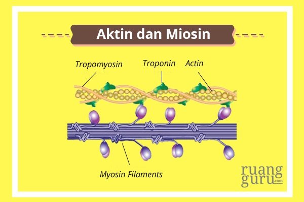 Detail Gambar Mekanisme Kerja Otot Kontraksi Dan Relaxasi Nomer 2