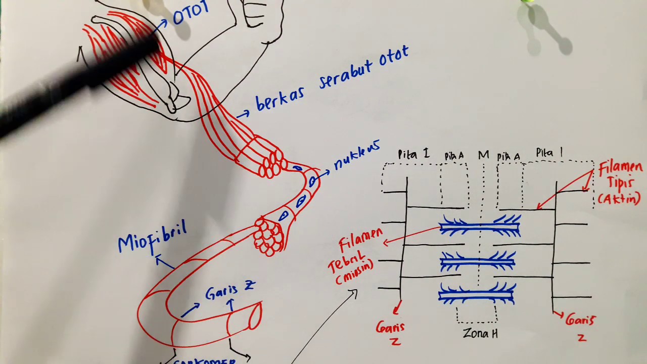 Detail Gambar Mekanisme Kerja Otot Kontraksi Dan Relaxasi Nomer 10