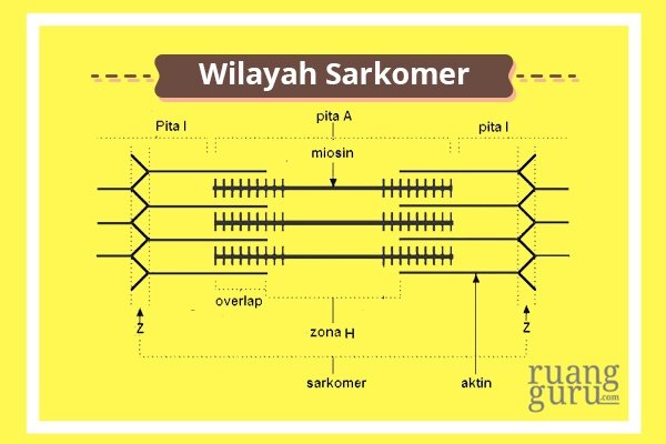 Detail Gambar Mekanisme Kerja Otot Kontraksi Dan Relaxasi Nomer 13