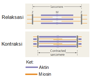 Detail Gambar Mekanisme Kerja Otot Kontraksi Dan Relaxasi Nomer 14