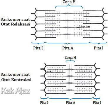 Detail Gambar Mekanisme Kerja Otot Kontraksi Dan Relaxasi Nomer 18