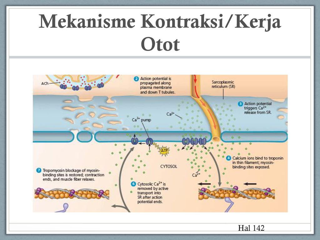 Detail Gambar Mekanisme Kerja Otot Kontraksi Dan Relaxasi Nomer 21