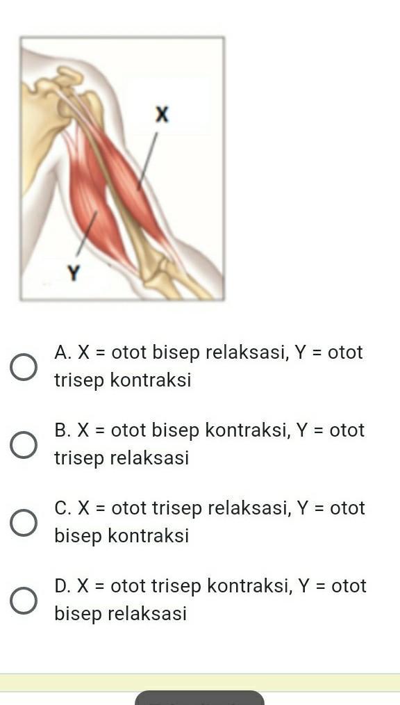 Detail Gambar Mekanisme Kerja Otot Kontraksi Dan Relaxasi Nomer 30