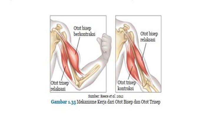 Detail Gambar Mekanisme Kerja Otot Kontraksi Dan Relaxasi Nomer 38