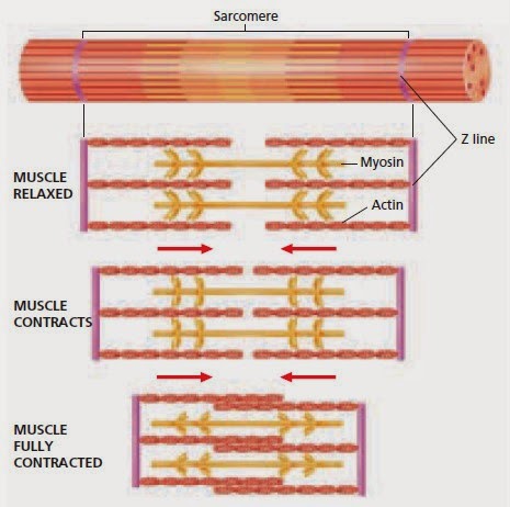 Detail Gambar Mekanisme Kerja Otot Kontraksi Dan Relaxasi Nomer 47