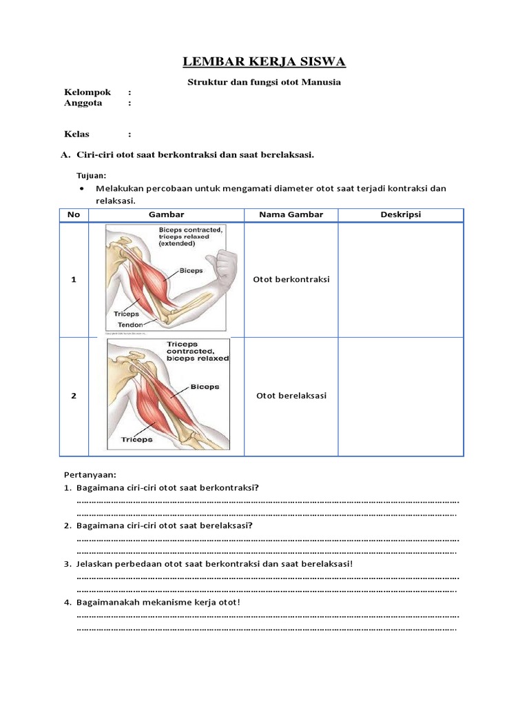 Detail Gambar Mekanisme Kerja Otot Kontraksi Dan Relaxasi Nomer 53