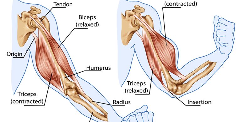 Detail Gambar Mekanisme Kerja Otot Kontraksi Dan Relaxasi Nomer 9