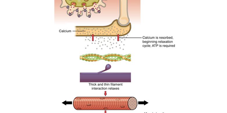 Gambar Mekanisme Kontraksi Otot - KibrisPDR