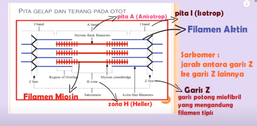 Detail Gambar Mekanisme Kontraksi Otot Nomer 2