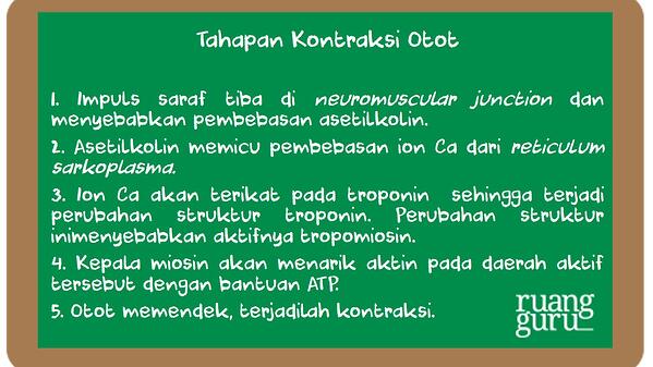 Detail Gambar Mekanisme Kontraksi Otot Nomer 12