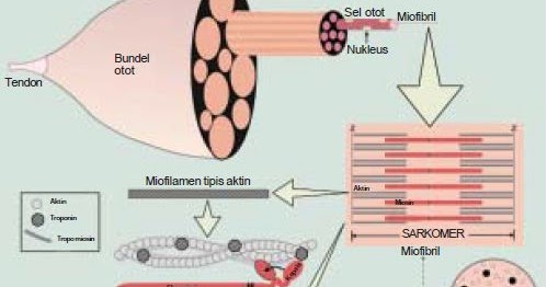 Detail Gambar Mekanisme Kontraksi Otot Nomer 18