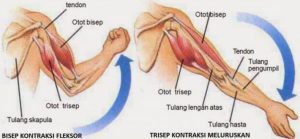 Detail Gambar Mekanisme Kontraksi Otot Nomer 19