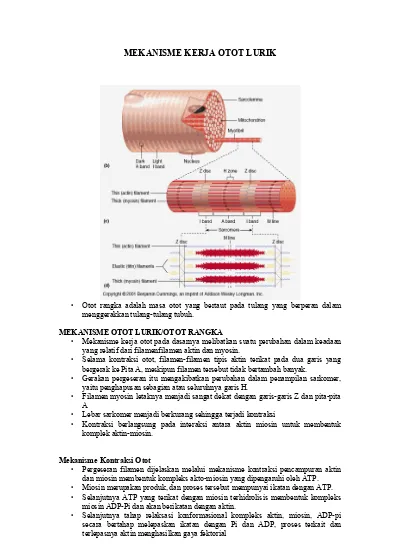 Detail Gambar Mekanisme Kontraksi Otot Nomer 22