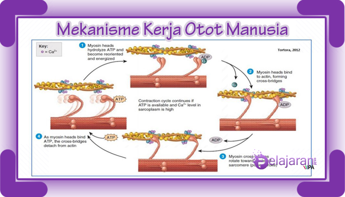 Detail Gambar Mekanisme Kontraksi Otot Nomer 4