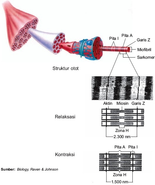 Detail Gambar Mekanisme Kontraksi Otot Nomer 27