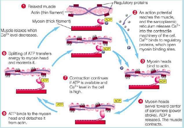 Detail Gambar Mekanisme Kontraksi Otot Nomer 28
