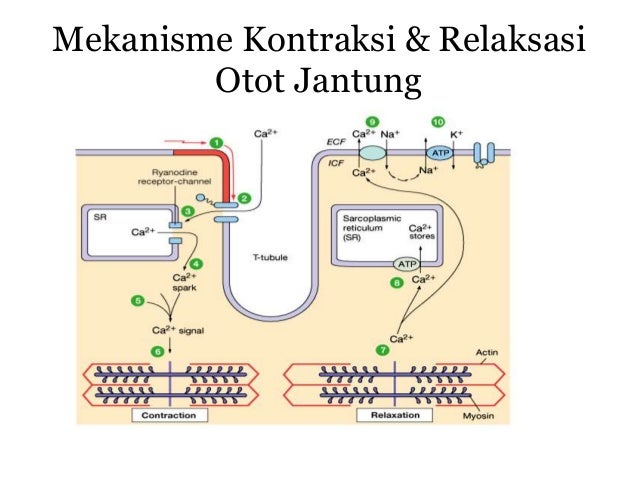 Detail Gambar Mekanisme Kontraksi Otot Nomer 31