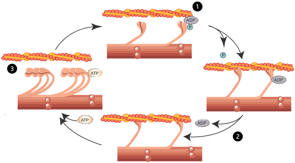Detail Gambar Mekanisme Kontraksi Otot Nomer 5