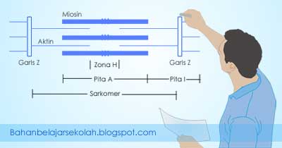 Detail Gambar Mekanisme Kontraksi Otot Nomer 36