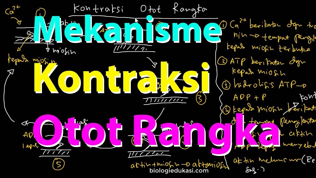 Detail Gambar Mekanisme Kontraksi Otot Nomer 39