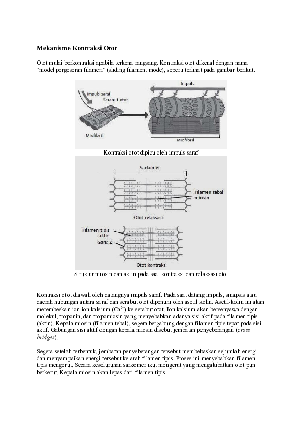 Detail Gambar Mekanisme Kontraksi Otot Nomer 40