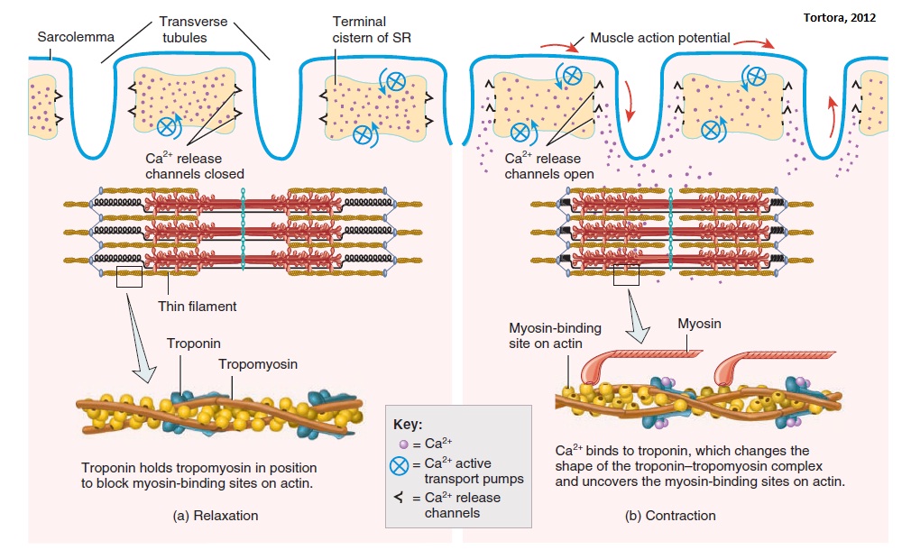 Detail Gambar Mekanisme Kontraksi Otot Nomer 42