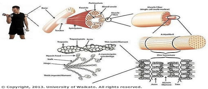 Detail Gambar Mekanisme Kontraksi Otot Nomer 43