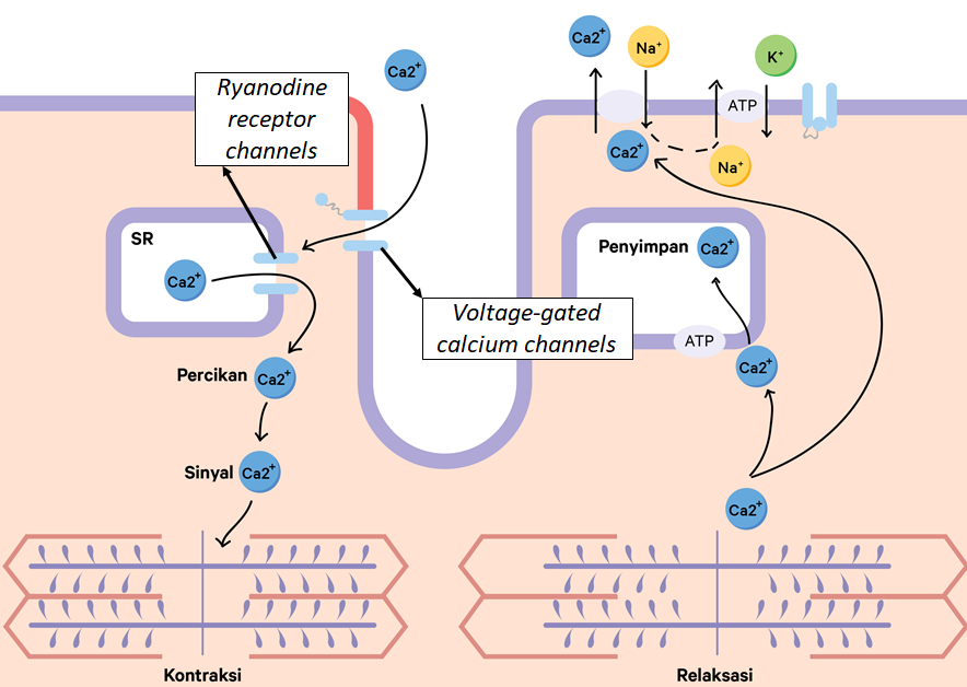 Detail Gambar Mekanisme Kontraksi Otot Nomer 49