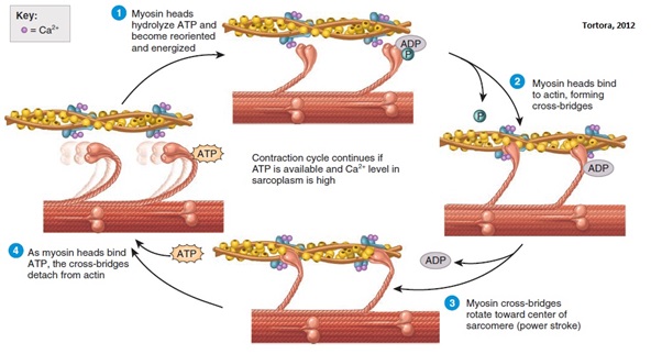 Detail Gambar Mekanisme Kontraksi Otot Nomer 9
