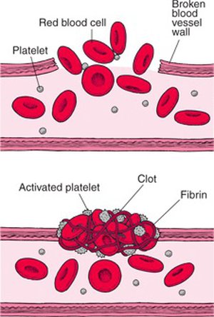 Detail Gambar Mekanisme Pembekuan Darah Nomer 11